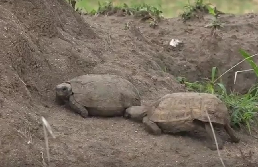 Две черепахи дерутся за территорию, а наблюдатель смешно это комментирует
