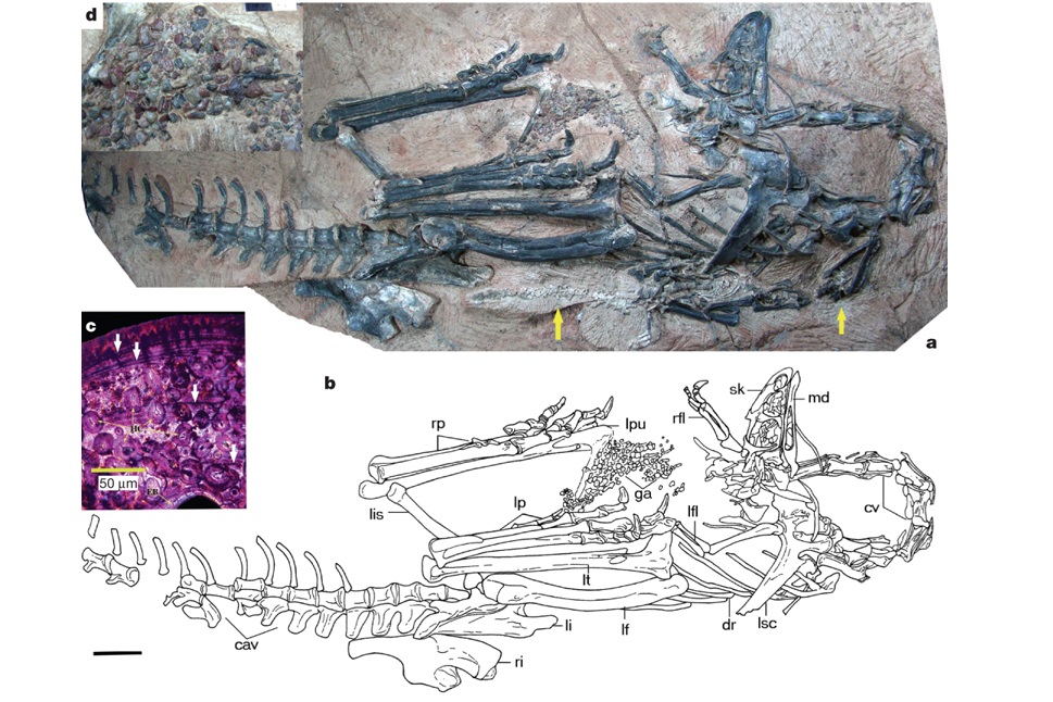 Xu et al. Лимузавр. Institute of vertebrate Paleontology and Paleoanthropology.