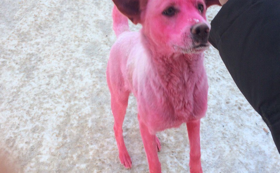 Зоозащитники Ижевска ищут собаку, покрашенную в розовый цвет
