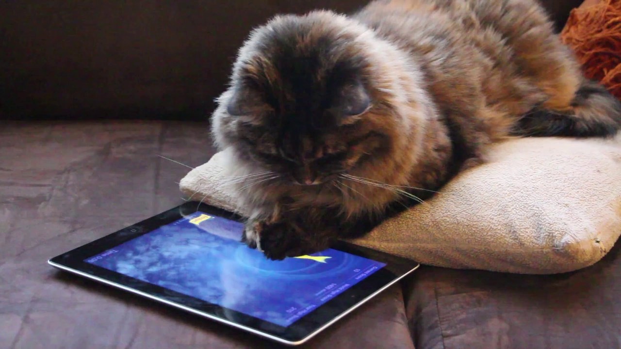 На Reddit обсудили способ развлечь детей при помощи планшета, проектора и приложения для котов
