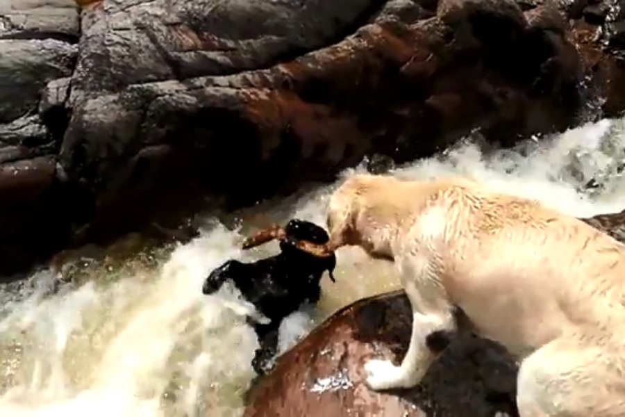 Друг спас жизнь друга! Видео с лабрадором, который вытащил из реки другого лабрадора, стало вирусным