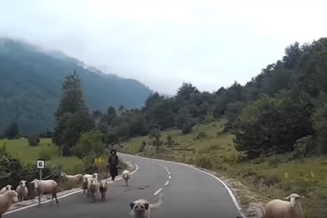 Видео: баран напал на пастуха и увёл стадо в лес