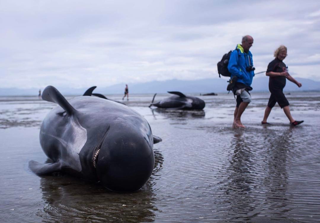 В Новой Зеландии 400 дельфинов выбросились на берег. Почему они это сделали и что происходит