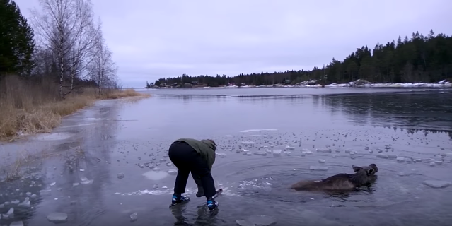 В Швеции прохожие спасли провалившегося под лёд лося с помощью топора