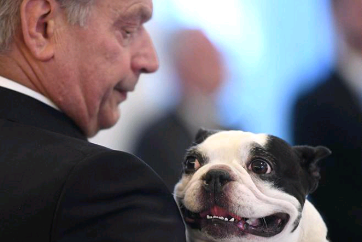 Очень фотогеничный пёс президента Финляндии Ленну очаровал пользователей твиттера
