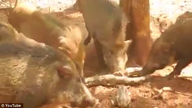 Стадо разгневанных свиней отомстило питону, который утащил поросёнка
