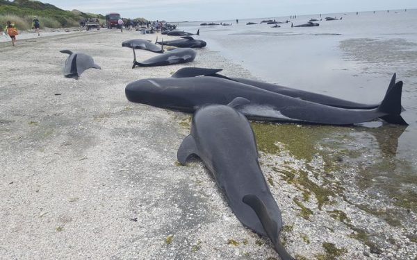 Дельфины выбросились на берег причина неясна