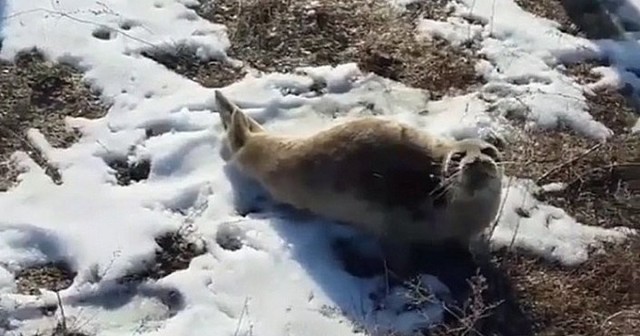 Видео: детёныш тюленя заблудился в степи в Казахстане