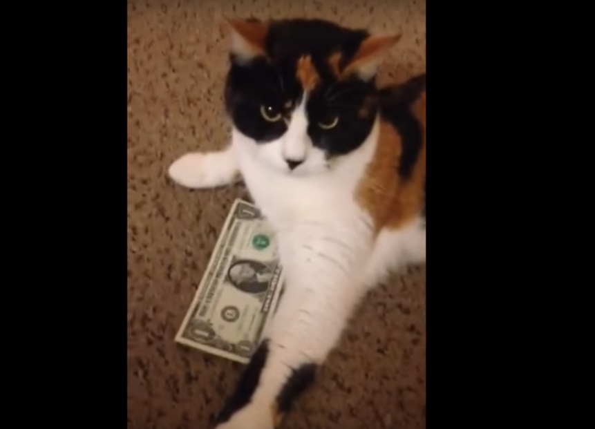 Очень наглый кот не даёт хозяйке забрать её деньги