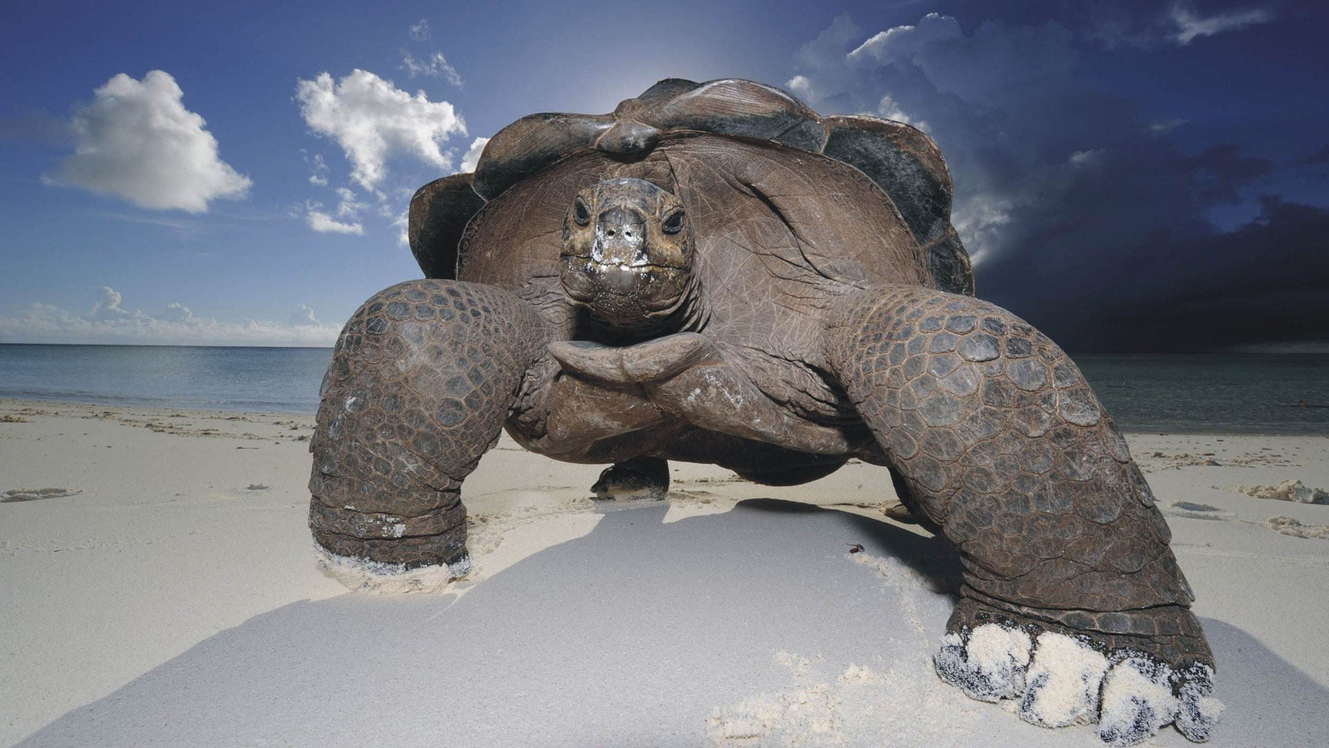 «Король инстаграма» подвергся критике за фото девушки, оседлавшей 100-летнюю черепаху