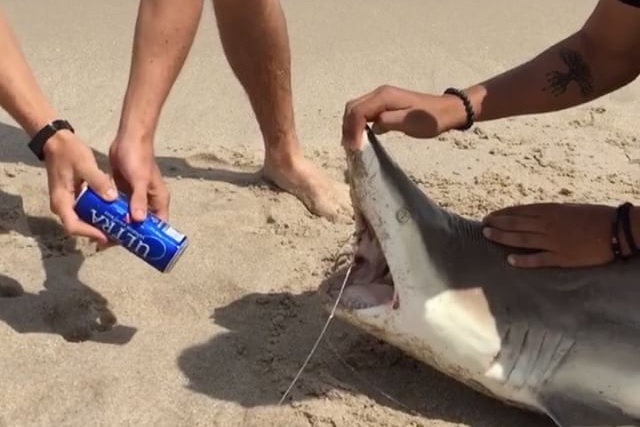 Как открыть пиво с помощью акулы и получить море негатива от подписчиков