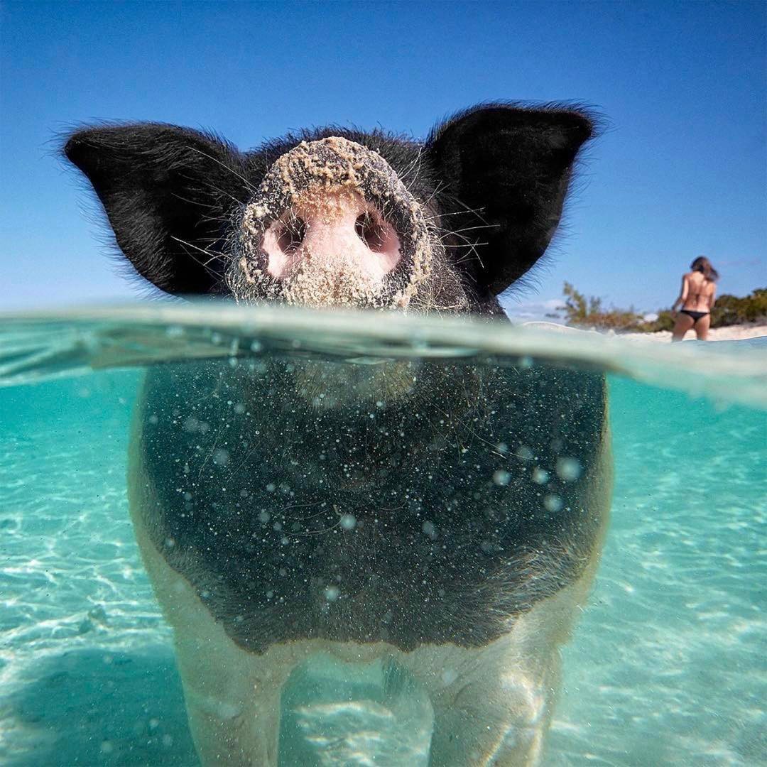 7 из 22 плавающих багамских свинок умерли из-за туристов, дававших им пиво и ром