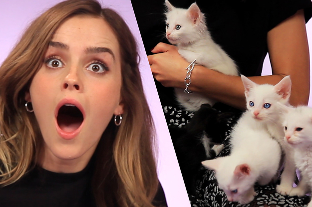 Видео: Эмма Уотсон играет с котятами и отвечает на вопросы фанатов