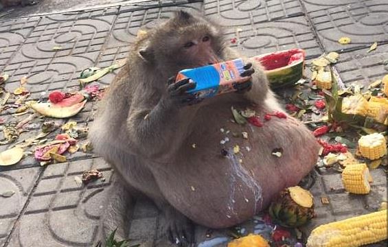 Пухлая макака по кличке Дядюшка Жиртрест объедала туристов в Таиланде. Теперь её отправили в лагерь для толстых
