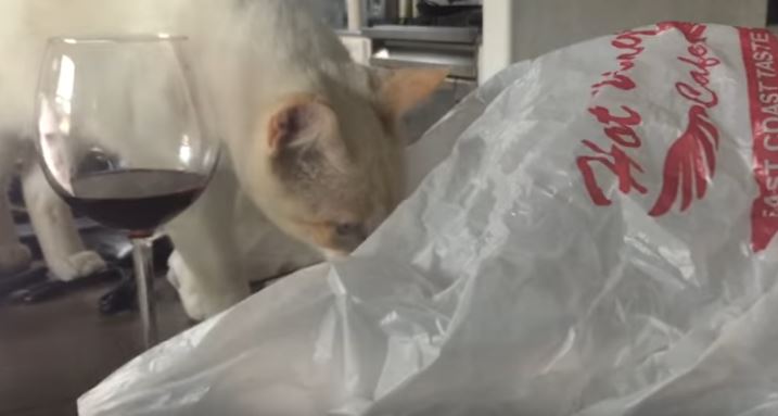 Котик попытался залезть в пустой пакет, но очень быстро пожалел о своём решении