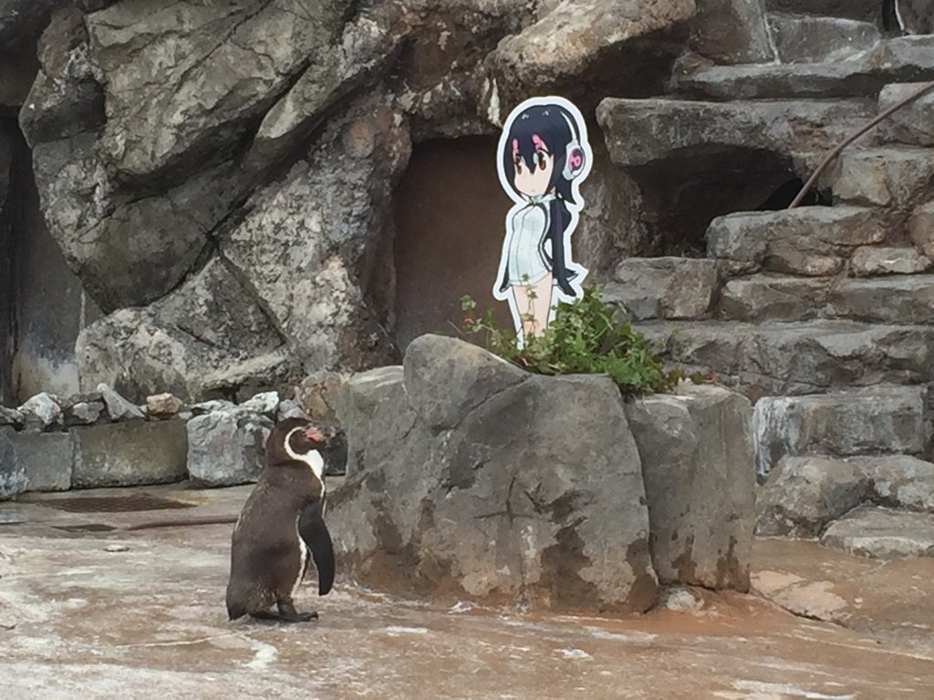 В Японии пингвин решил жить с девочкой из аниме, вместо того чтобы тратить время на самок-предательниц