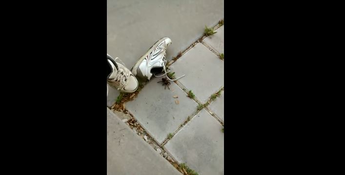 Женщина нашла паука в своей обуви, но почему-то умиляется ему