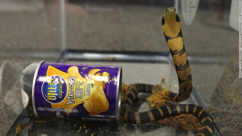 Американцу отправили по почте редких змей в банке из-под чипсов. Теперь его террариум может пустовать 20 лет