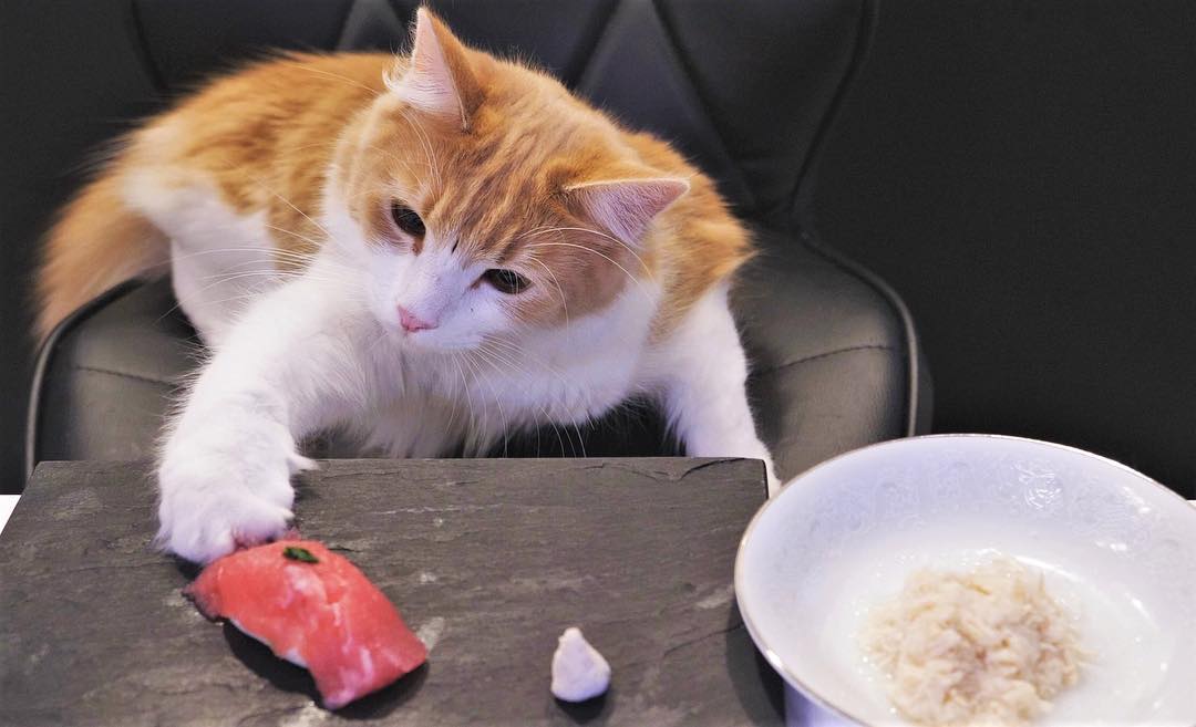 Ролик японца, готовящего суши для нетерпеливых котиков, набрал миллион просмотров на YouTube