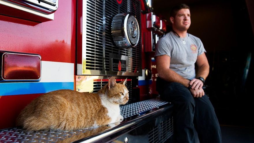«Без него никак». Как кот-психотерапевт каждый день спасает пожарных, которые когда-то спасли его от голода 