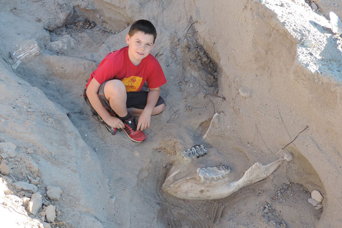Ребёнок споткнулся, играя в прятки, и спас редкий череп древнего стегомастодона от разрушения