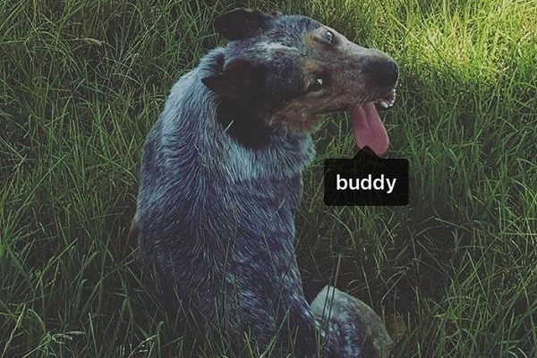 Рэпер Бадди заметил, что в инстаграме его часто отмечают на фото собак. И решил сам пошутить над этим