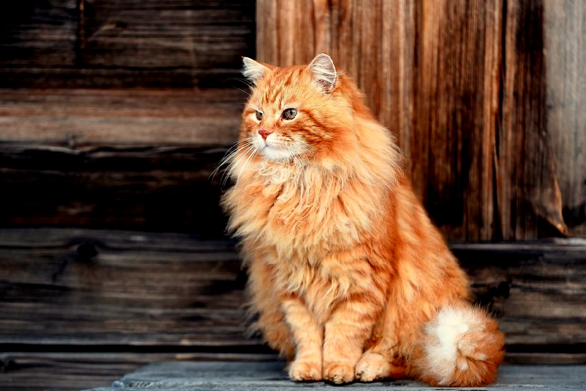 Туристы призвали спасать легендарного рыжего котика Кешу, хранителя Кижей. Но поторопились