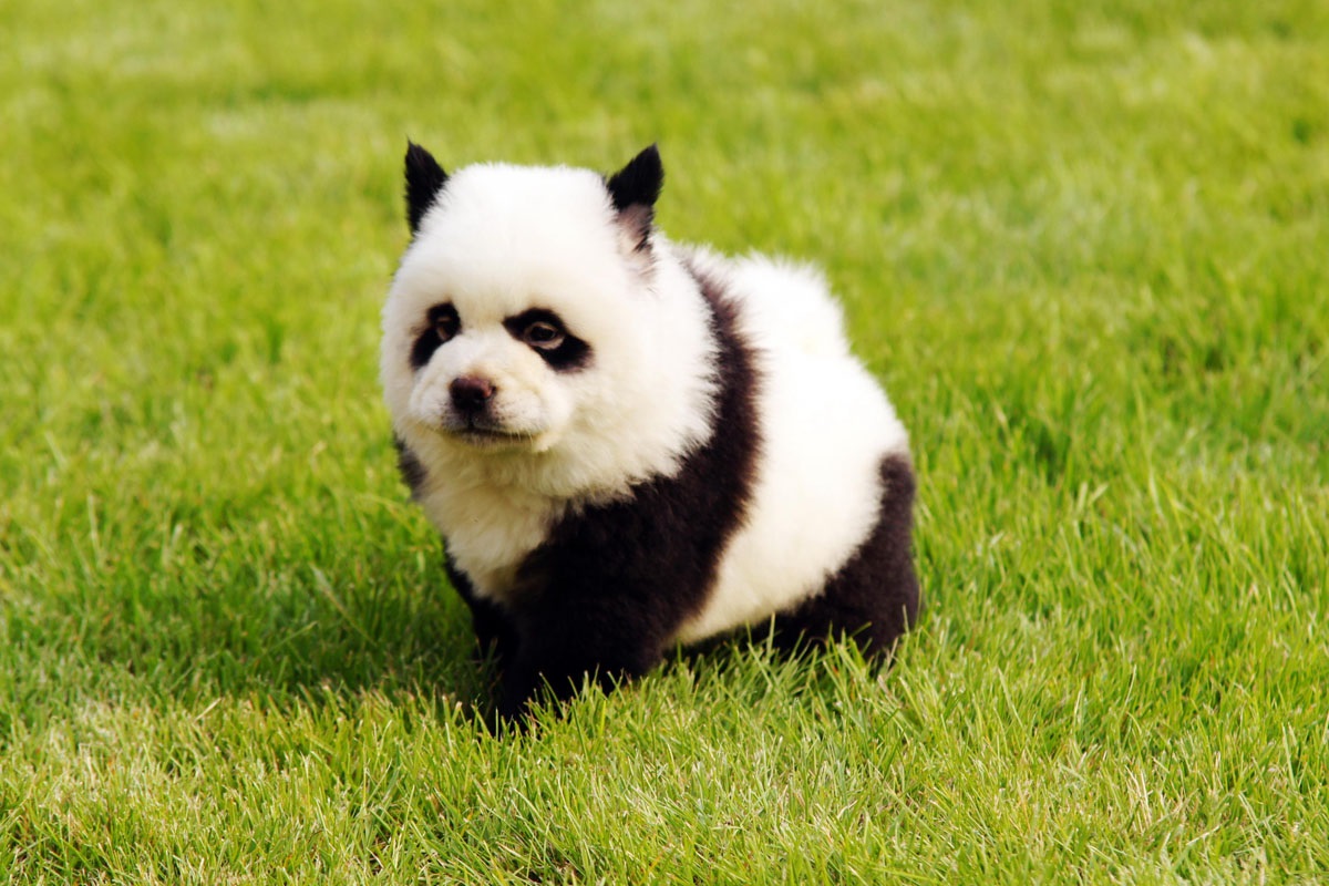 #Фотозасторублей. Как спасённая туристами от фотографов в Сочи маленькая панда оказалась собакой