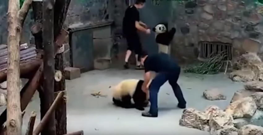 «Они всё же медведи». Рабочего заповедника обвиняют в жестокости к пандам, но в интернете его защищают