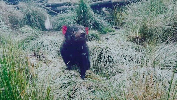 Маленький тасманийский дьявол, который смотрит на снежинки, совсем не похож на исчадие ада
