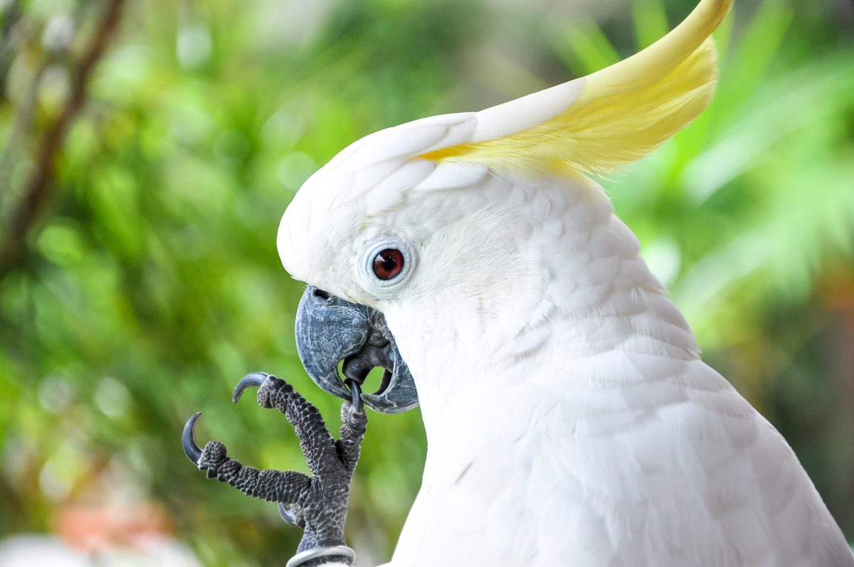 Японский попугай строго воспитывает дерзкого бенгальского кота. Но справедливо