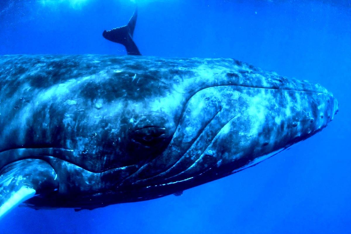 40-тонная горбатая китиха целиком выпрыгнула из воды. Такого раньше никто не снимал