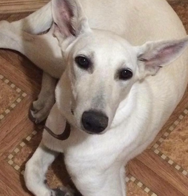 В Шереметьево щенок потерялся при погрузке в багаж и погиб. Теперь в интернете ищут виноватых