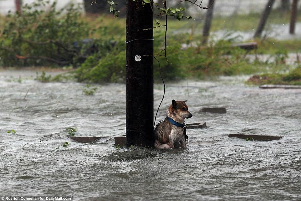 Запасались кормом и ловили попутки. Как спасались собаки, застигнутые врасплох ураганом «Харви» в Техасе