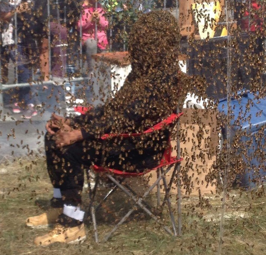 Борода из пчёл. Как мужчина поставил рекорд Гиннесса, позволив ста тысячам насекомых облепить своё лицо на час