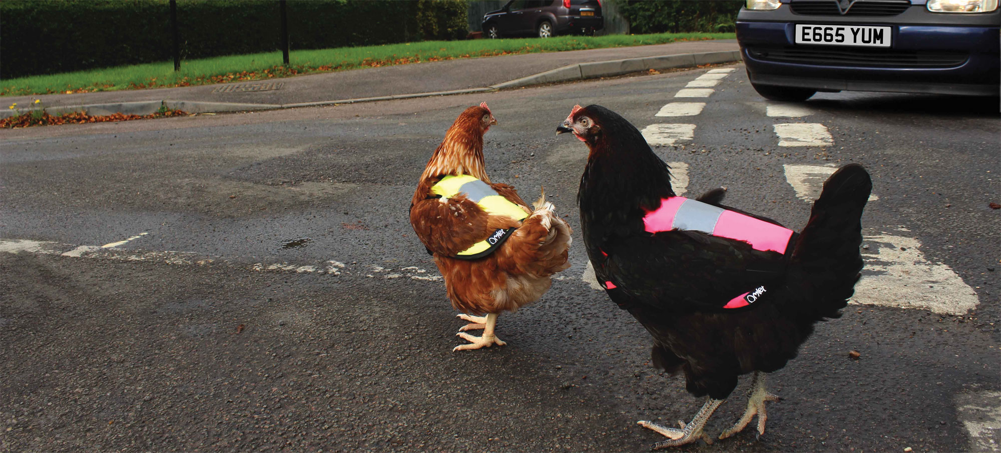Зачем курице дорожный жилет. Это не британская шутка, а реальное британское явление, удивившее интернет