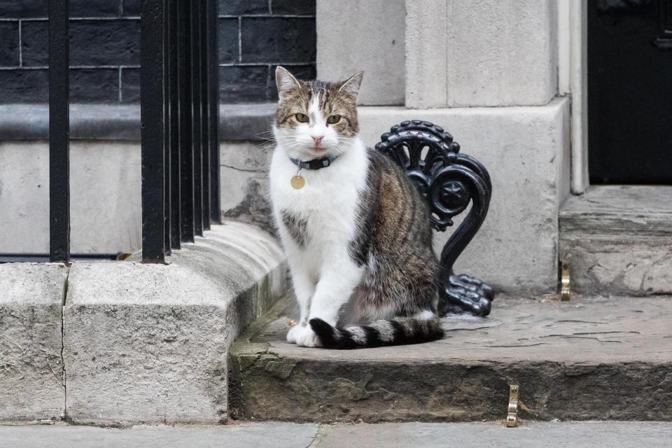 «Значит, премьеру можно, а нам нет?» Зачем английские депутаты требуют разрешить кошкам жить в парламенте