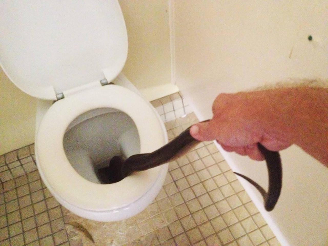 Когда унитаз уже не нужен. В туалете сингапурского магазина уже неделю живёт змея, но его владельцу норм