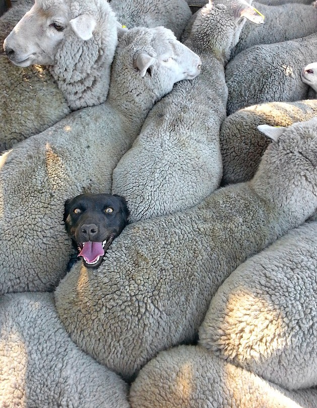 Весёлая собака, застрявшая среди овец, стала героиней соцсетей. Но за этим снимком стоит грустная история