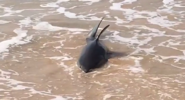 На австралийских пляжах можно увидеть добровольно тусующуюся акулу. Справиться с ней не смогли даже спасатели