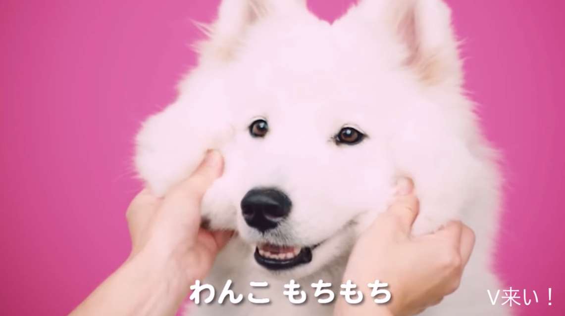 Возможно, это самое прекрасное, что вы видели. Японская реклама, в которой 66 секунд жмякают щёчки животных