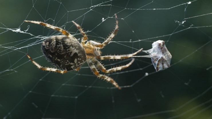 «Нам точно это нужно?» Учёные хотят заставить пауков плести особо прочную ткань, напоив их суперводой