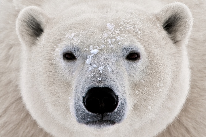 Почему белых медведей лучше пугаться, а не пугать. Это может дорого стоить, причём, именно в финансовом смысле