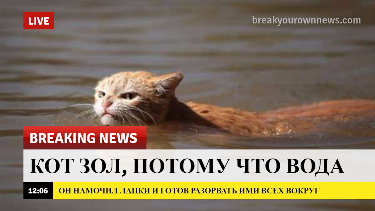 Broken meme. Breaking News мемы. Breaking News котики. Брейкинг Ньюс Мем. Брэйкинс нюст новомти Мем.