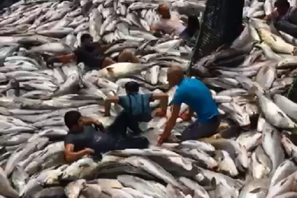 Турецкие рыбаки наловили море рыбы и купаются в ней. Что? Да