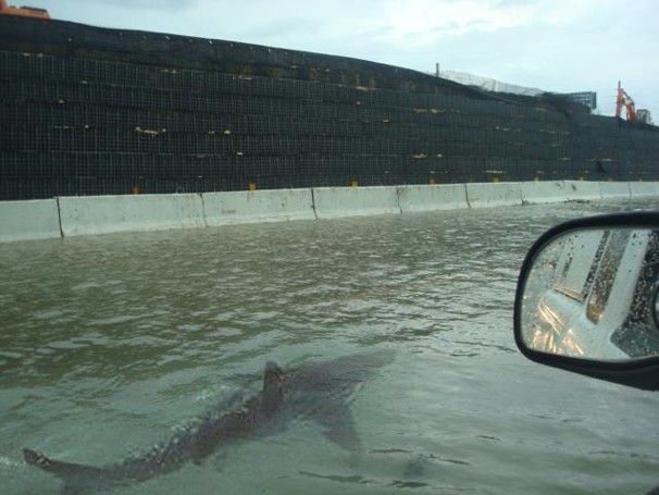 Одна и та же акула уже несколько лет появляется на улицах США после ураганов. И всё благодаря фотошопу