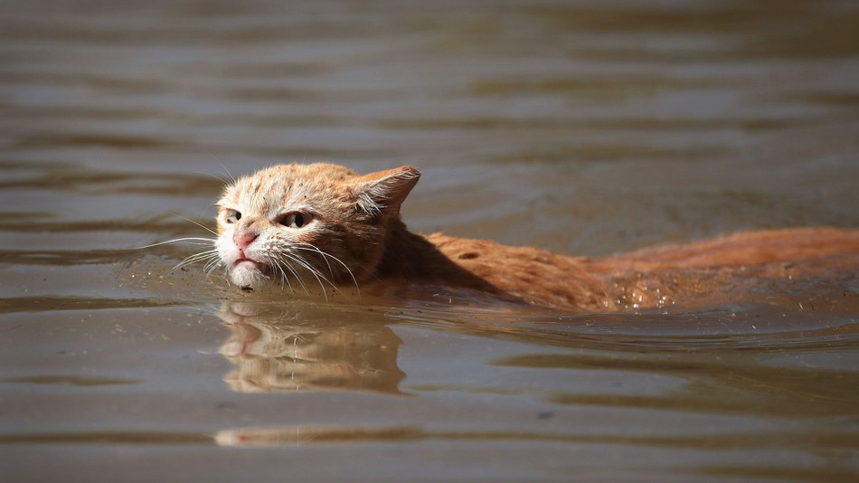 Очень злой кот, спасающийся от наводнения в Хьюстоне, стал новым мемом о тяготах жизни