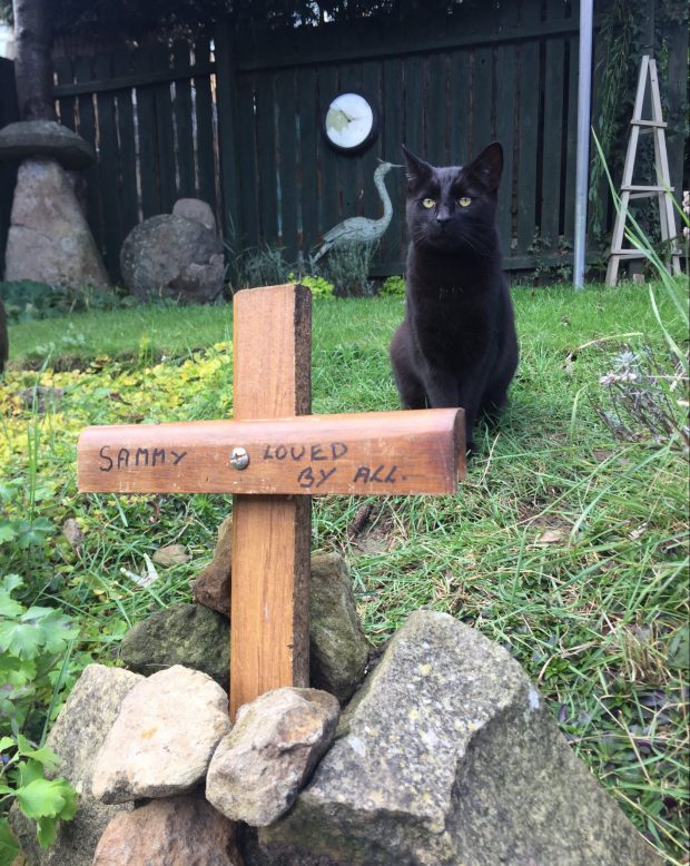 В Англии пропал кот и началась кошачья Санта-Барбара: двойник, похороны, горе, эксгумация