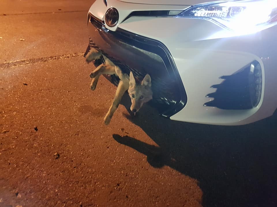 Фото: машина сбила койота, но тот оказался очень везучим и почти не пострадал