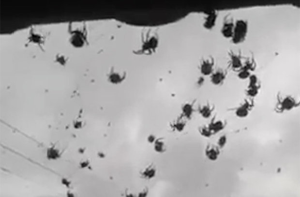Не бросайте ничего и не смотрите на сотню летящих пауков перед домом британца